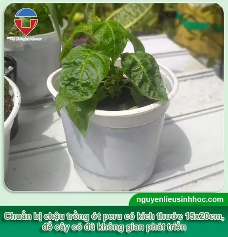 Hướng Dẫn Trồng Ớt Peru (charapita) Tại Nhà Từ A-Z: Ưm Hạt, Chăm Sóc, Phòng Bệnh Và Thu Hoạch Đúng Kỹ Thuật