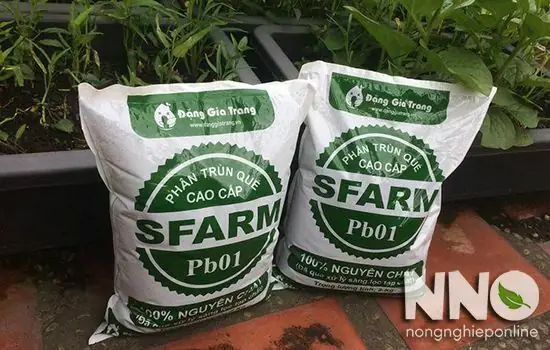 Hướng Dẫn Cách Trồng Ớt Trong Thùng Xốp Từ A-Z: Chuẩn Bị, Kỹ Thuật Cắt Tía Cho Nhiều Trái, Chăm Sóc & Phòng Bệnh Hiệu Quả