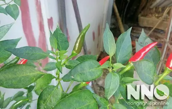 Hướng Dẫn Cách Trồng Ớt Trong Thùng Xốp Từ A-Z: Chuẩn Bị, Kỹ Thuật Cắt Tía Cho Nhiều Trái, Chăm Sóc & Phòng Bệnh Hiệu Quả