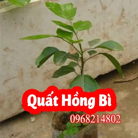 Cách Trồng Quất Hồng Bì Từ A-Z: Hướng Dẫn Chi Tiết Cho Nhà Mới Cách Trồng Quất Hồng Bì Từ A-Z: Hướng Dẫn Chi Tiết Cho Nhà Mới
