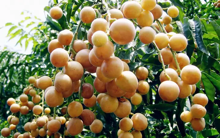 Cách Trồng Quất Hồng Bì Từ A-Z: Hướng Dẫn Chi Tiết Cho Nhà Mới Cách Trồng Quất Hồng Bì Từ A-Z: Hướng Dẫn Chi Tiết Cho Nhà Mới
