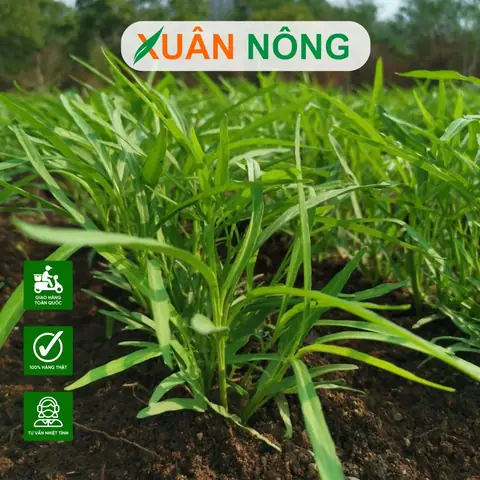 Cách Trồng Rau Ăn Quanh Năm: Chọn Giống, Lịch Gieo Và Chăm Sóc Rau Sạch Tại Nhà