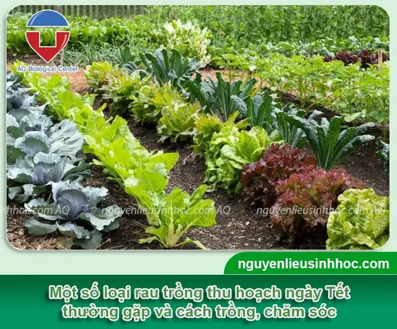 Cách Trồng Rau Ăn Tết: Chọn Loại Nào Nhanh Thu Hoạch Và Gieo Khi Nào Để Kịp Tết Cách Trồng Rau Ăn Tết: Chọn Loại Nào Nhanh Thu Hoạch Và Gieo Khi Nào Để Kịp Tết
