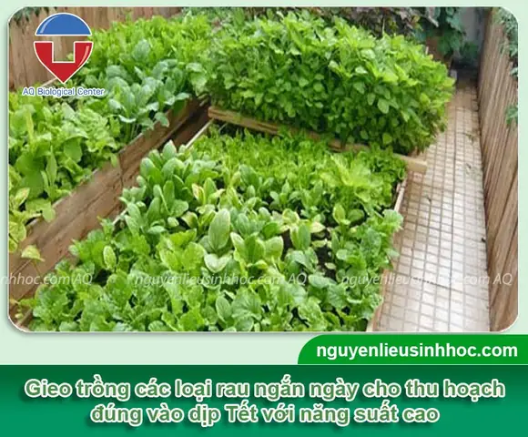 Cách Trồng Rau Ăn Tết: Chọn Loại Nào Nhanh Thu Hoạch Và Gieo Khi Nào Để Kịp Tết Cách Trồng Rau Ăn Tết: Chọn Loại Nào Nhanh Thu Hoạch Và Gieo Khi Nào Để Kịp Tết