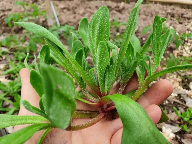 Hướng Dẫn Cách Trồng Rau Bông Tuyết (kim Cương) Từ Hạt Giống Chi Tiết A-Z Cho Người Mới Bắt Đầu Hướng Dẫn Cách Trồng Rau Bông Tuyết (kim Cương) Từ Hạt Giống Chi Tiết A-Z Cho Người Mới Bắt Đầu