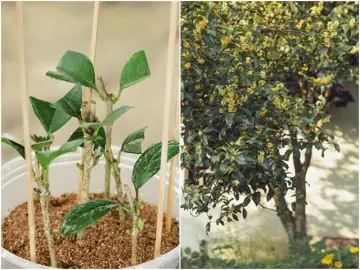 Hướng Dẫn Cách Trồng Rau Bông Tuyết (kim Cương) Từ Hạt Giống Chi Tiết A-Z Cho Người Mới Bắt Đầu Hướng Dẫn Cách Trồng Rau Bông Tuyết (kim Cương) Từ Hạt Giống Chi Tiết A-Z Cho Người Mới Bắt Đầu