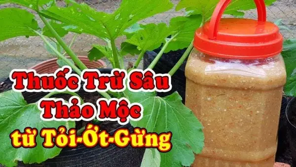 Cách Trồng Rau Cải Không Bị Sâu Ăn Lá: Phòng Ngừa Và Xử Lý An Toàn Tại Nhà Cách Trồng Rau Cải Không Bị Sâu Ăn Lá: Phòng Ngừa Và Xử Lý An Toàn Tại Nhà