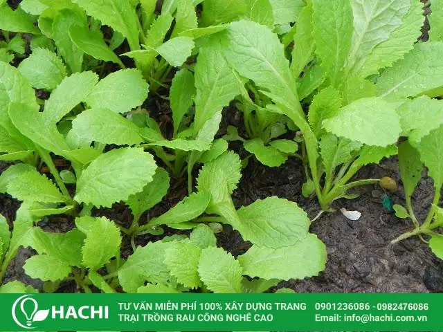 Cách Trồng Rau Cải Tại Vườn Nhà: Hướng Dẫn Gieo Hạt, Chăm Sóc Và Thu Hoạch