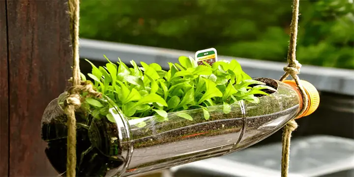 Cách Trồng Rau Cải Trong Chai Nhựa Tái Chế Tại Nhà: Hướng Dẫn Chi Tiết Cách Trồng Rau Cải Trong Chai Nhựa Tái Chế Tại Nhà: Hướng Dẫn Chi Tiết