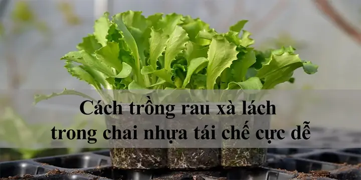 Cách Trồng Rau Cải Trong Chai Nhựa Tái Chế Tại Nhà: Hướng Dẫn Chi Tiết Cách Trồng Rau Cải Trong Chai Nhựa Tái Chế Tại Nhà: Hướng Dẫn Chi Tiết
