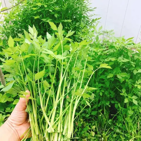 Cách Trồng Rau Cần Khô: Kỹ Thuật Gieo, Chăm Sóc Và Thu Hoạch