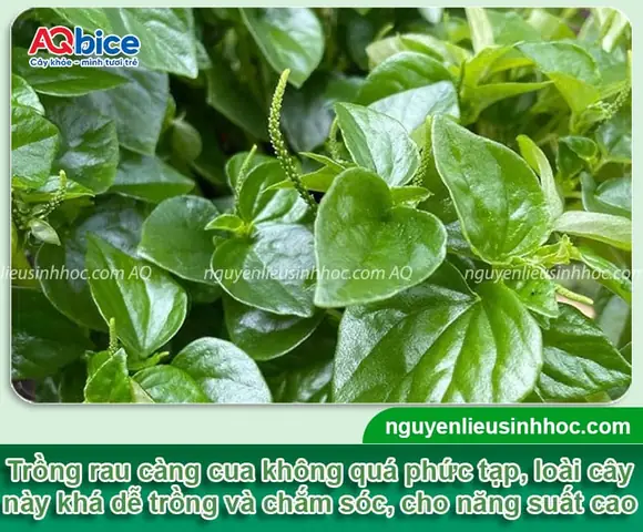 Cách Trồng Rau Càng Cua Bằng Cành: Hướng Dẫn Ra Rễ Và Sinh Nhiều Nhánh Tại Nhà