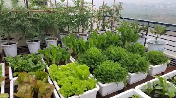 Cách Trồng Rau Cho Năng Suất Cao: Quy Trình Kỹ Thuật Chuẩn, So Sánh 5 Mô Hình Hiệu Quả & Bí Quyết Tối Ưu Sản Lượng