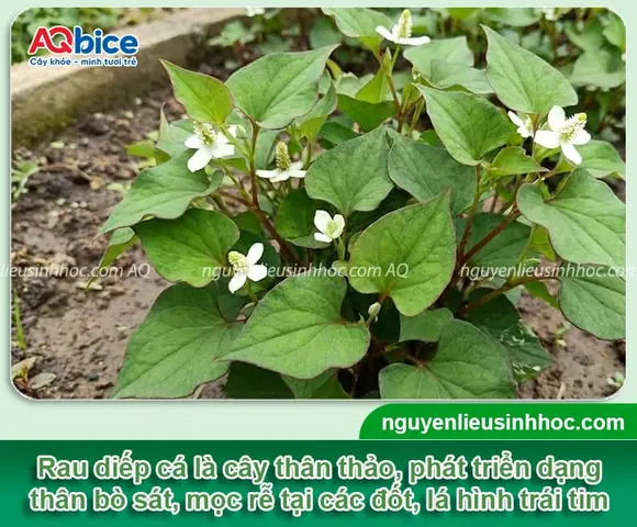 Gieo Hạt Rau Diếp Cá Tại Nhà: Quy Trình Từ Chuẩn Bị Đến Thu Hoạch
