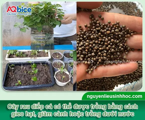 Gieo Hạt Rau Diếp Cá Tại Nhà: Quy Trình Từ Chuẩn Bị Đến Thu Hoạch