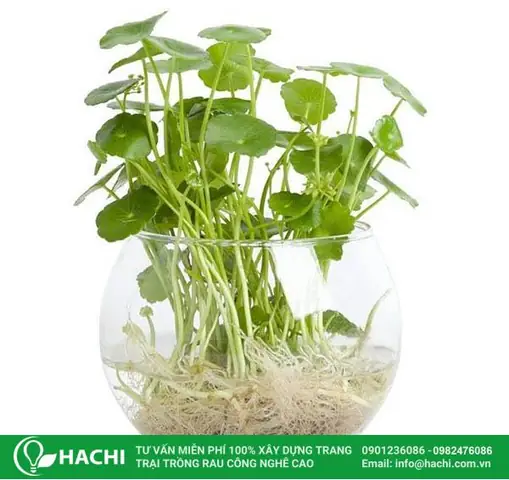 Cách Trồng Rau Má Dù Thủy Sinh Trong Hồ: Hướng Dẫn Đúng Kỹ Thuật