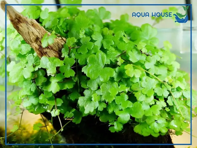 Cách Trồng Rau Má Dù Thủy Sinh Trong Hồ: Hướng Dẫn Đúng Kỹ Thuật