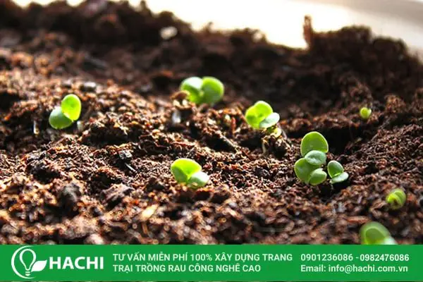 Cách Trồng Rau Má Thủy Sinh Tại Nhà: Quy Trình Và Cách Chăm Sóc Cách Trồng Rau Má Thủy Sinh Tại Nhà: Quy Trình Và Cách Chăm Sóc