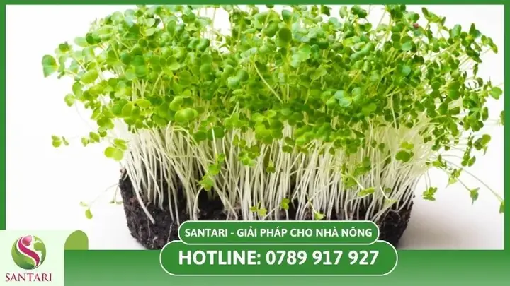 Cách Trồng Rau Mầm Đậu Nành Tại Nhà: Đơn Giản, Nhanh Thu Hoạch Cách Trồng Rau Mầm Đậu Nành Tại Nhà: Đơn Giản, Nhanh Thu Hoạch