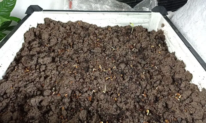 Cách Trồng Rau Muống Đỏ Tại Nhà: Gieo Hạt, Giâm Cành Và Thu Hoạch