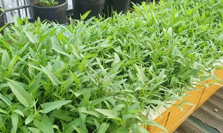 Cách Trồng Rau Muống Đỏ Tại Nhà: Gieo Hạt, Giâm Cành Và Thu Hoạch