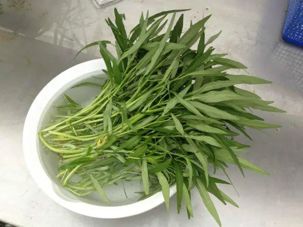 Cách Trồng Rau Muống Không Cần Đất Tại Nhà: Hướng Dẫn Thủy Canh Từ Hạt Giống Hoặc Cành Giâm Đến Thu Hoạch