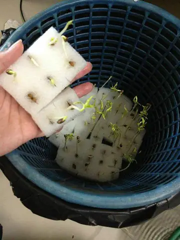 Cách Trồng Rau Muống Không Cần Đất Tại Nhà: Hướng Dẫn Thủy Canh Từ Hạt Giống Hoặc Cành Giâm Đến Thu Hoạch