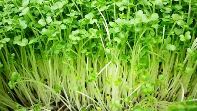 Cách Trồng Rau Mầm Nảy Mầm Nhanh Tại Nhà: Có Thể Thu Hoạch Sau 5–7 Ngày