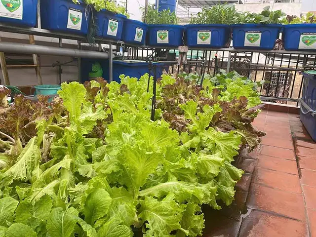 Cách Trồng Rau Nhanh Thu Hoạch Tại Nhà: Quy Trình Cho Người Mới Cách Trồng Rau Nhanh Thu Hoạch Tại Nhà: Quy Trình Cho Người Mới