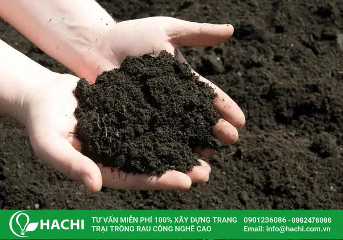 Cách Trồng Rau Ở Chung Cư: Chọn Cây, Chậu Và Cách Chăm Sóc
