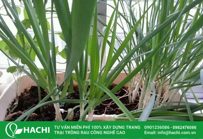 Cách Trồng Rau Ở Chung Cư: Chọn Cây, Chậu Và Cách Chăm Sóc