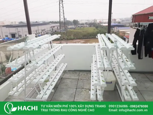 Cách Trồng Rau Thủy Canh Net Tại Nhà: Hướng Dẫn Chi Tiết, Dễ Thực Hiện Cách Trồng Rau Thủy Canh Net Tại Nhà: Hướng Dẫn Chi Tiết, Dễ Thực Hiện