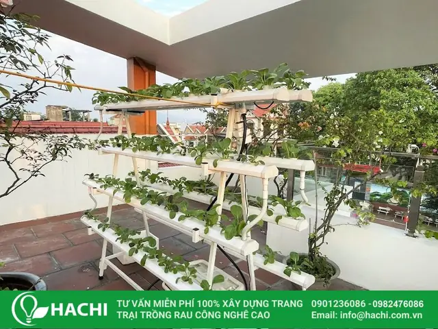 Cách Trồng Rau Thủy Canh Net Tại Nhà: Hướng Dẫn Chi Tiết, Dễ Thực Hiện Cách Trồng Rau Thủy Canh Net Tại Nhà: Hướng Dẫn Chi Tiết, Dễ Thực Hiện