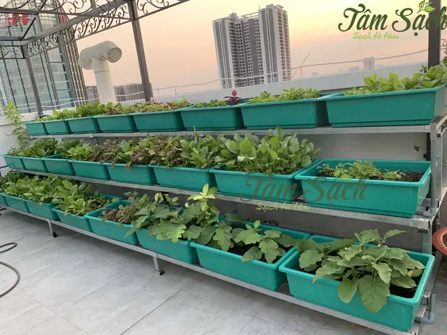 Cách Trồng Rau Trong Chậu Thông Minh: Hướng Dẫn Chọn Chậu, Gieo Hạt Và Chăm Sóc Cách Trồng Rau Trong Chậu Thông Minh: Hướng Dẫn Chọn Chậu, Gieo Hạt Và Chăm Sóc
