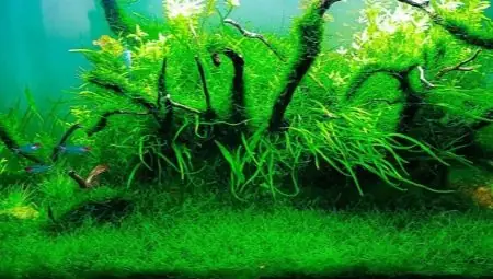 Cách Trồng Rêu Java Trong Bể Thủy Sinh Cho Người Mới: Quy Trình Và Cách Chăm Sóc