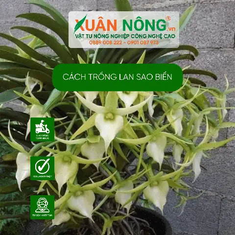 Cách Trồng Sao Biển (xương Rồng, Sen Đá, Lan, Dây Leo): Hướng Dẫn Chi Tiết Từ A-Z Theo Từng Loại