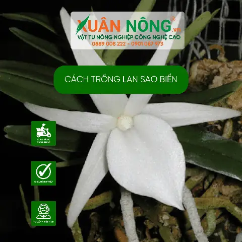 Cách Trồng Sao Biển (xương Rồng, Sen Đá, Lan, Dây Leo): Hướng Dẫn Chi Tiết Từ A-Z Theo Từng Loại