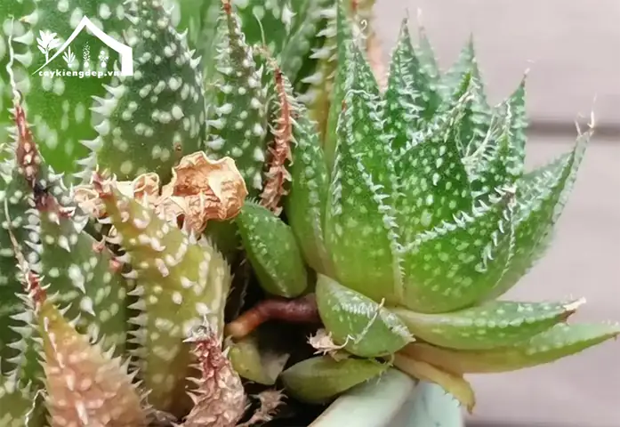 Cách Trồng Sao Biển (xương Rồng, Sen Đá, Lan, Dây Leo): Hướng Dẫn Chi Tiết Từ A-Z Theo Từng Loại