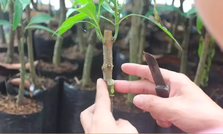 Cách Trồng Sầu Riêng Ghép: Hướng Dẫn Quy Trình Ghép Và Chăm Sóc Cách Trồng Sầu Riêng Ghép: Hướng Dẫn Quy Trình Ghép Và Chăm Sóc