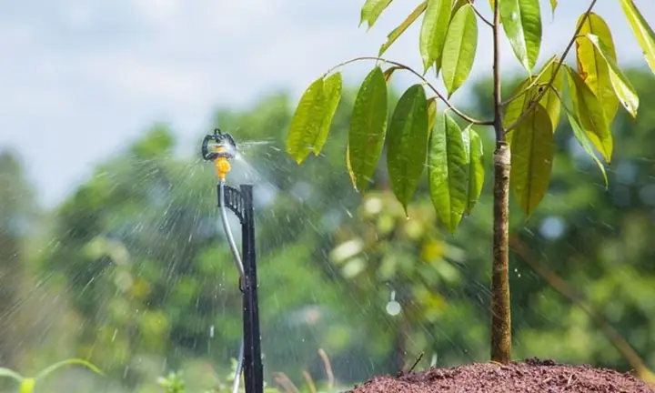 Hướng Dẫn Kỹ Thuật Trồng Sầu Riêng Ở Tây Nguyên Chuẩn Quy Trình: Từ Chọn Giống, Khoảng Cách Trồng Đến Chăm Sóc, Thu Hoạch Năng Suất Cao Hướng Dẫn Kỹ Thuật Trồng Sầu Riêng Ở Tây Nguyên Chuẩn Quy Trình: Từ Chọn Giống, Khoảng Cách Trồng Đến Chăm Sóc, Thu Hoạch Năng Suất Cao