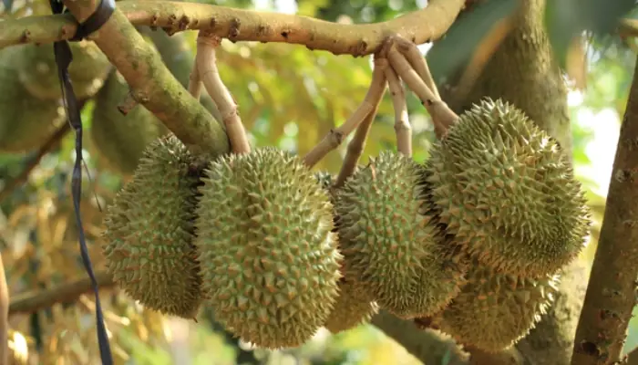 Cách Trồng Sầu Riêng Ruột Đỏ: Kỹ Thuật Chọn Giống, Bón Phân Và Chăm Sóc Cách Trồng Sầu Riêng Ruột Đỏ: Kỹ Thuật Chọn Giống, Bón Phân Và Chăm Sóc
