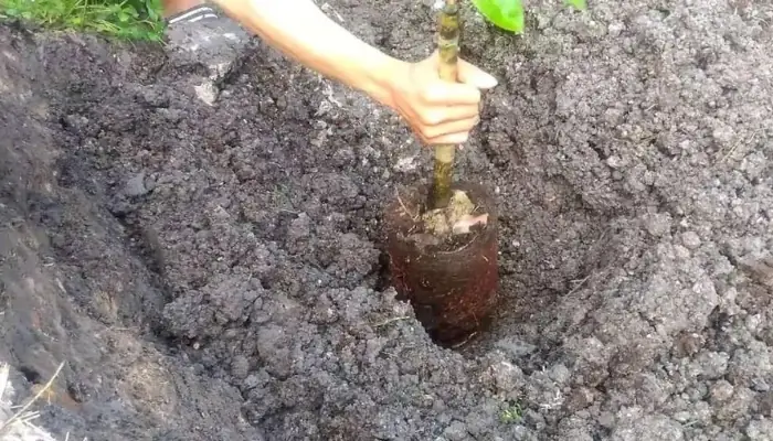 Cách Trồng Sầu Riêng Ruột Đỏ: Kỹ Thuật Chọn Giống, Bón Phân Và Chăm Sóc Cách Trồng Sầu Riêng Ruột Đỏ: Kỹ Thuật Chọn Giống, Bón Phân Và Chăm Sóc