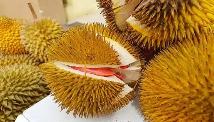 Cách Trồng Sầu Riêng Ruột Đỏ: Kỹ Thuật Chọn Giống, Bón Phân Và Chăm Sóc Cách Trồng Sầu Riêng Ruột Đỏ: Kỹ Thuật Chọn Giống, Bón Phân Và Chăm Sóc