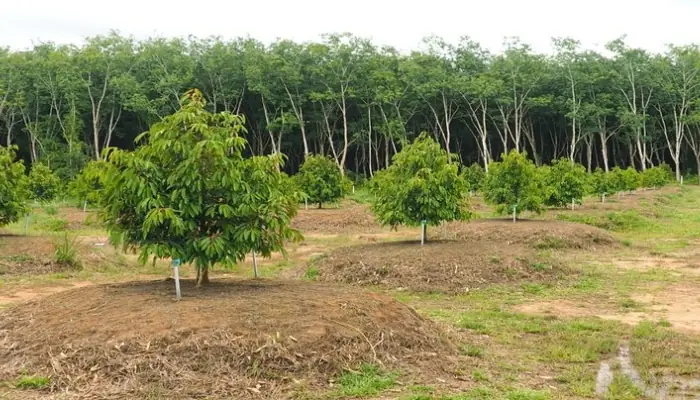 Cách Trồng Sầu Riêng Ruột Đỏ: Kỹ Thuật Chọn Giống, Bón Phân Và Chăm Sóc Cách Trồng Sầu Riêng Ruột Đỏ: Kỹ Thuật Chọn Giống, Bón Phân Và Chăm Sóc