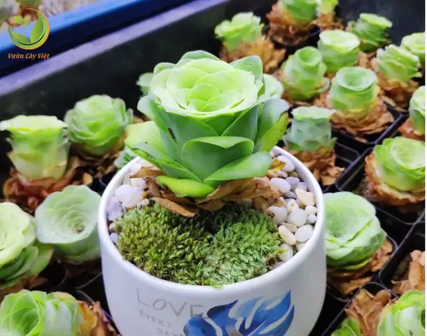Cách Trồng Sen Đá Hoa Hồng Xanh Và Chăm Sóc Cây: Hướng Dẫn Cho Người Mới