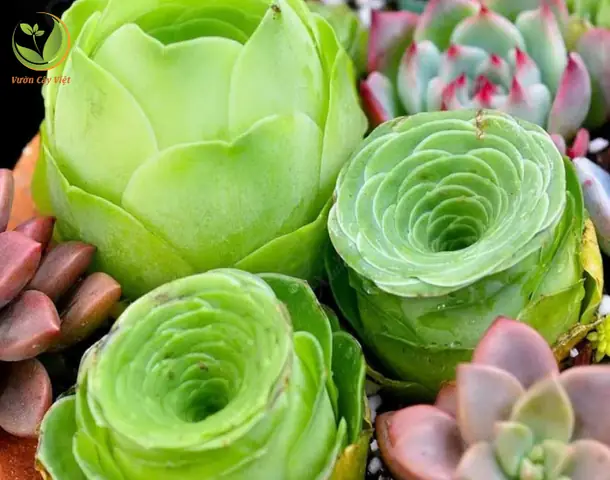 Cách Trồng Sen Đá Hoa Hồng Xanh Và Chăm Sóc Cây: Hướng Dẫn Cho Người Mới