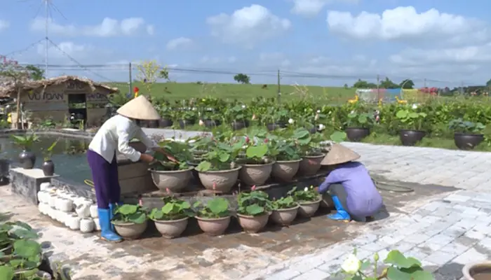Cách Trồng Sen Ngàn Cánh Trong Chậu Tại Nhà Cho Ra Hoa Đẹp Cách Trồng Sen Ngàn Cánh Trong Chậu Tại Nhà Cho Ra Hoa Đẹp