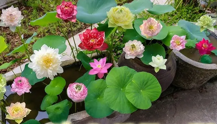Cách Trồng Sen Ngàn Cánh Trong Chậu Tại Nhà Cho Ra Hoa Đẹp Cách Trồng Sen Ngàn Cánh Trong Chậu Tại Nhà Cho Ra Hoa Đẹp