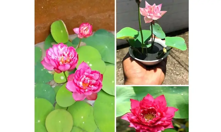 Hướng Dẫn Cách Trồng Sen Thủy Canh (sen Nhật Mini & Sen Đá) Tại Nhà: Từ Ươm Hạt, Trồng Củ Đến Chăm Sóc, Xử Lý Sự Cố Chi Tiết