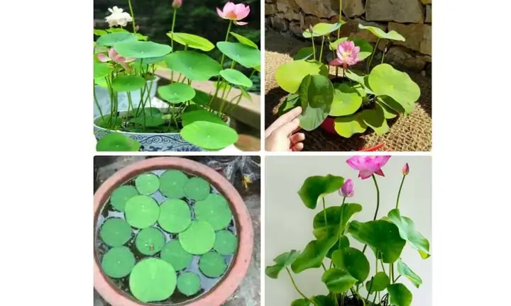 Cách Trồng Sen Thủy Sinh Tại Nhà: Hướng Dẫn Sen Nhật Mini Từ Hạt Đến Ra Hoa